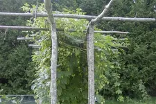 Picture 001.webp