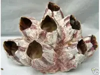 barnacle_2.webp