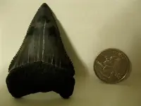 Sharks Tooth 1.webp