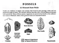 MO fossils001.webp