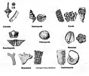 MO fossils002.webp