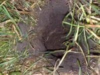 Ring in the hole.webp
