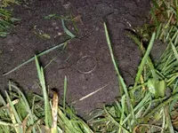 Ring in dirt.webp