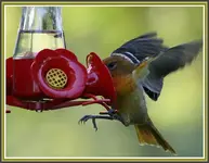 IMG_8286 O on feeder.webp
