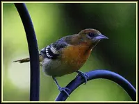 IMG_8264 Oriole.webp