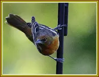 IMG_8271 O on pole.webp