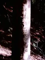 tree carving 2.webp