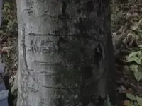 tree carving.webp