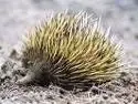 Echidna.webp