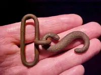 snakeb.webp