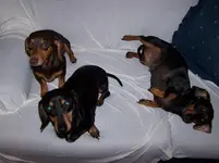 100_1294.webp
