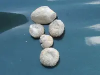 DSCF0520.webp