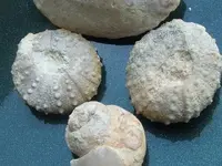 DSCF0523.webp