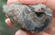 ringfossil 002.webp