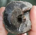 ringfossil 001.webp