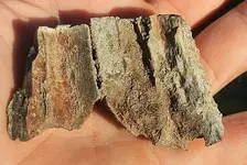 ringfossil 013.webp