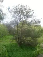 ROT01804.webp