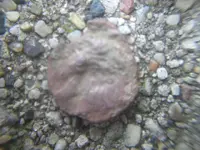 9-20-09 Strange 002.webp