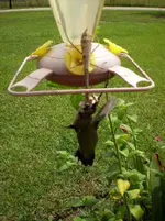 hummer (2).webp