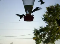Hummers2.webp