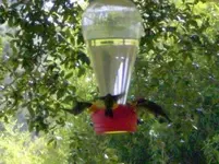hummer3.webp