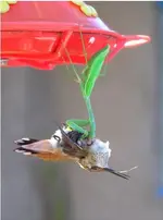 praying-mantis-hummingbird.webp