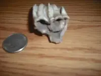 tooth2.webp