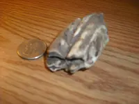tooth3.webp