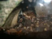 003.webp