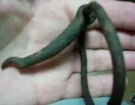 buckle 003.webp