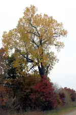 IMG_2615.webp