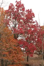 IMG_2619 - Copy.webp