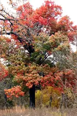 IMG_2623 - Copy.webp