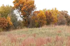 IMG_2634 - Copy.webp