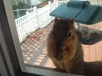 peeping tom.webp