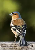 chaffinch.webp