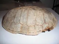 Turtle Shell.webp