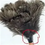 feather duster2 (Medium).webp
