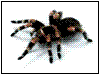 spider (WinCE).gif