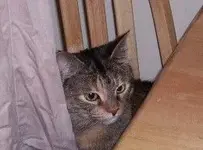 My cat.webp