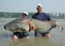 bigcatfish.webp