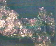 cop close up 1.webp