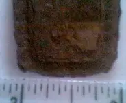mus 241.webp
