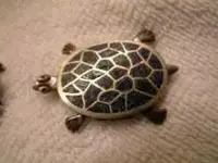 turtle2rs.webp