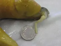 Banana Slug.webp