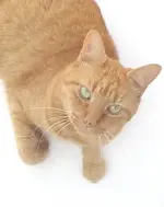 stiggy2.webp