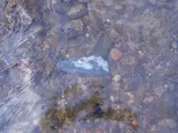 Archaic knife F sch. in-water.webp