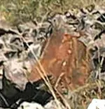 IMG_0748_217.webp