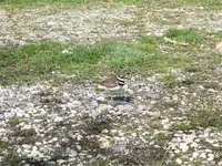 killdeer (Small).webp