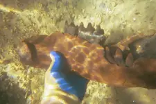 my fossils 609.webp